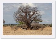 18TarangirePMGameDrive - 06 * Elephants like to eat the bark of Baobab trees.